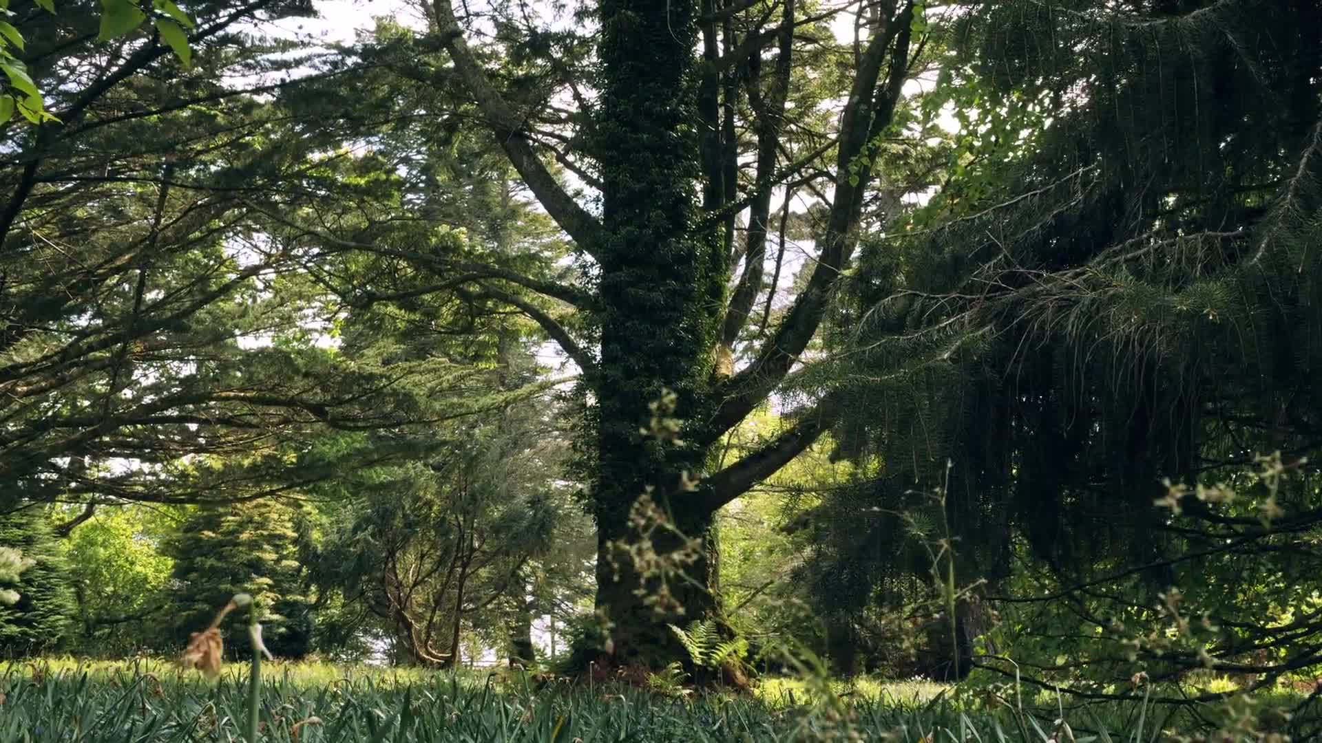 Trees 24540 Free Stock Video