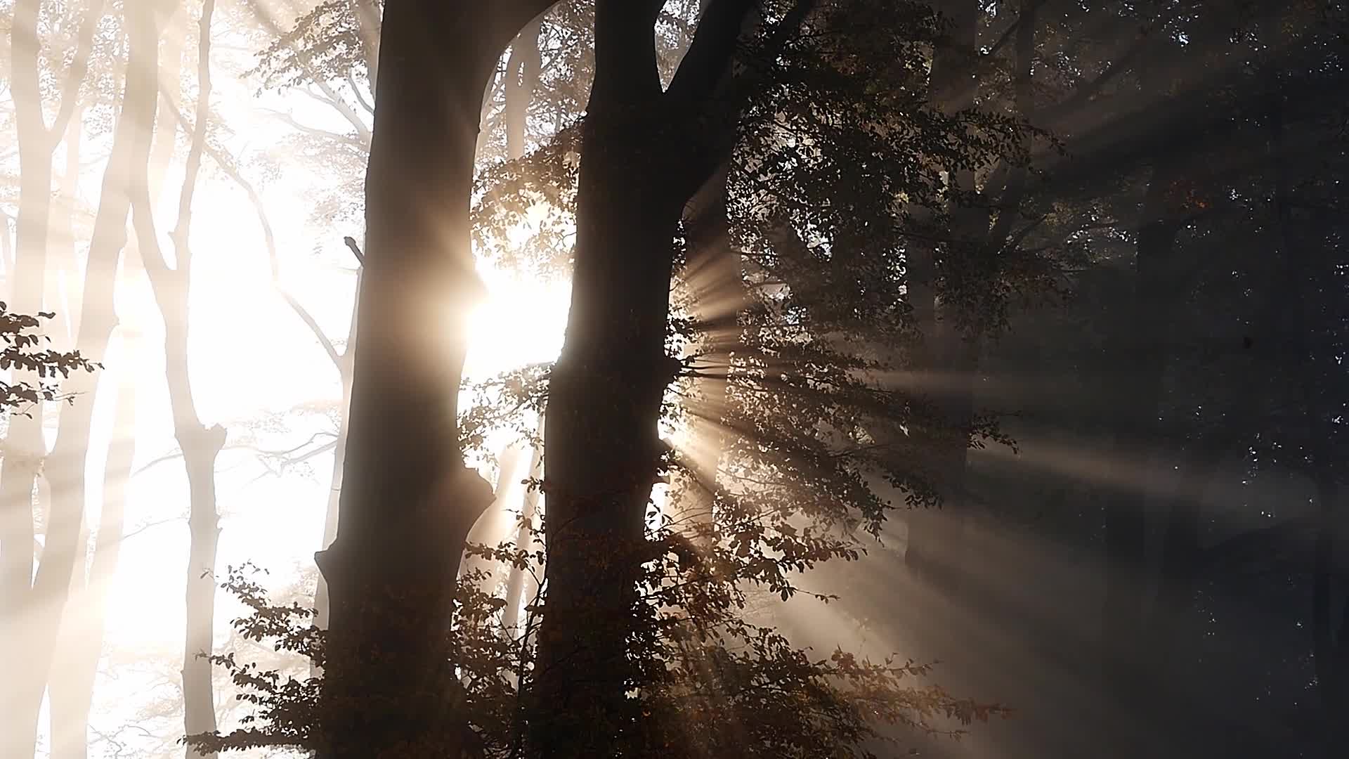 Trees 30222 Original Free Stock Video