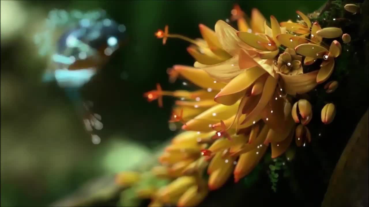 Magical Hummingbird HD Live Wallpaper For PC