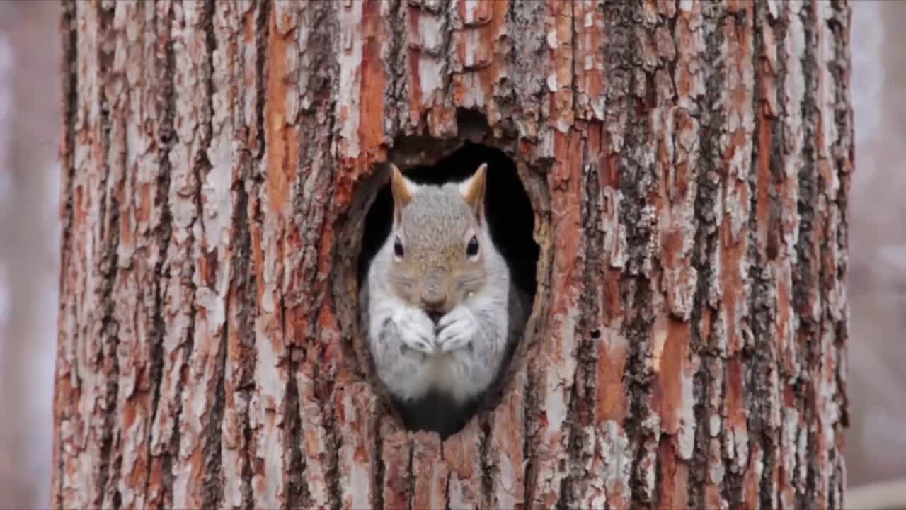 Squirrel Tree HD Live Wallpaper For PC
