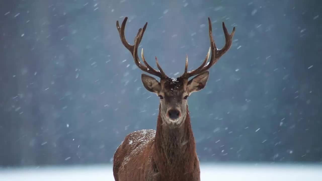 Deer In The Snow HD Live Wallpaper For PC live wallpaper