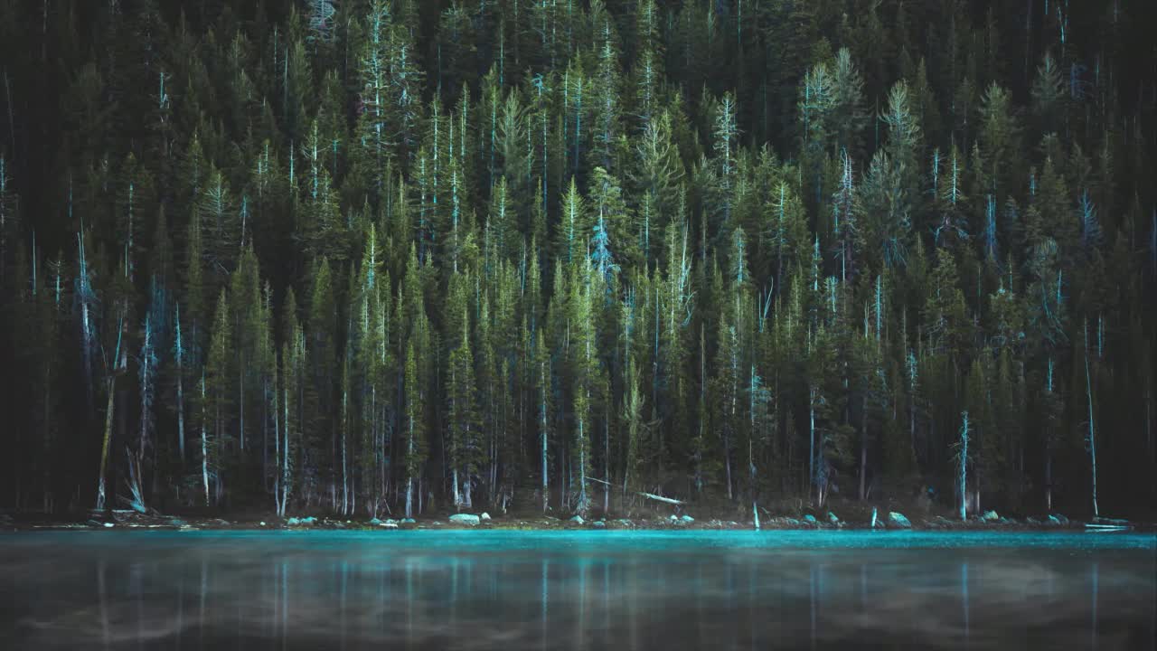 Into The Woods HD Live Wallpaper For PC