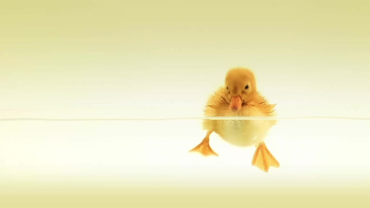 Baby Duck Swimming HD Live Wallpaper For PC
