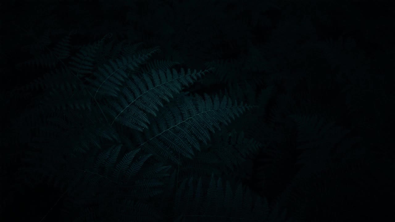 Ferns HD Live Wallpaper For PC