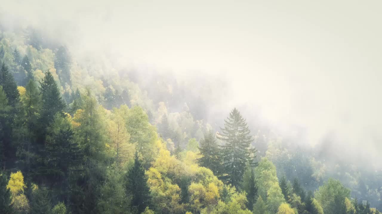 Winter In The Foggy Forest HD Live Wallpaper For PC