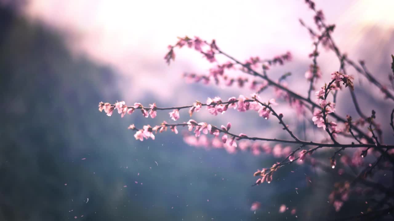 Sakura Tree HD Live Wallpaper For PC
