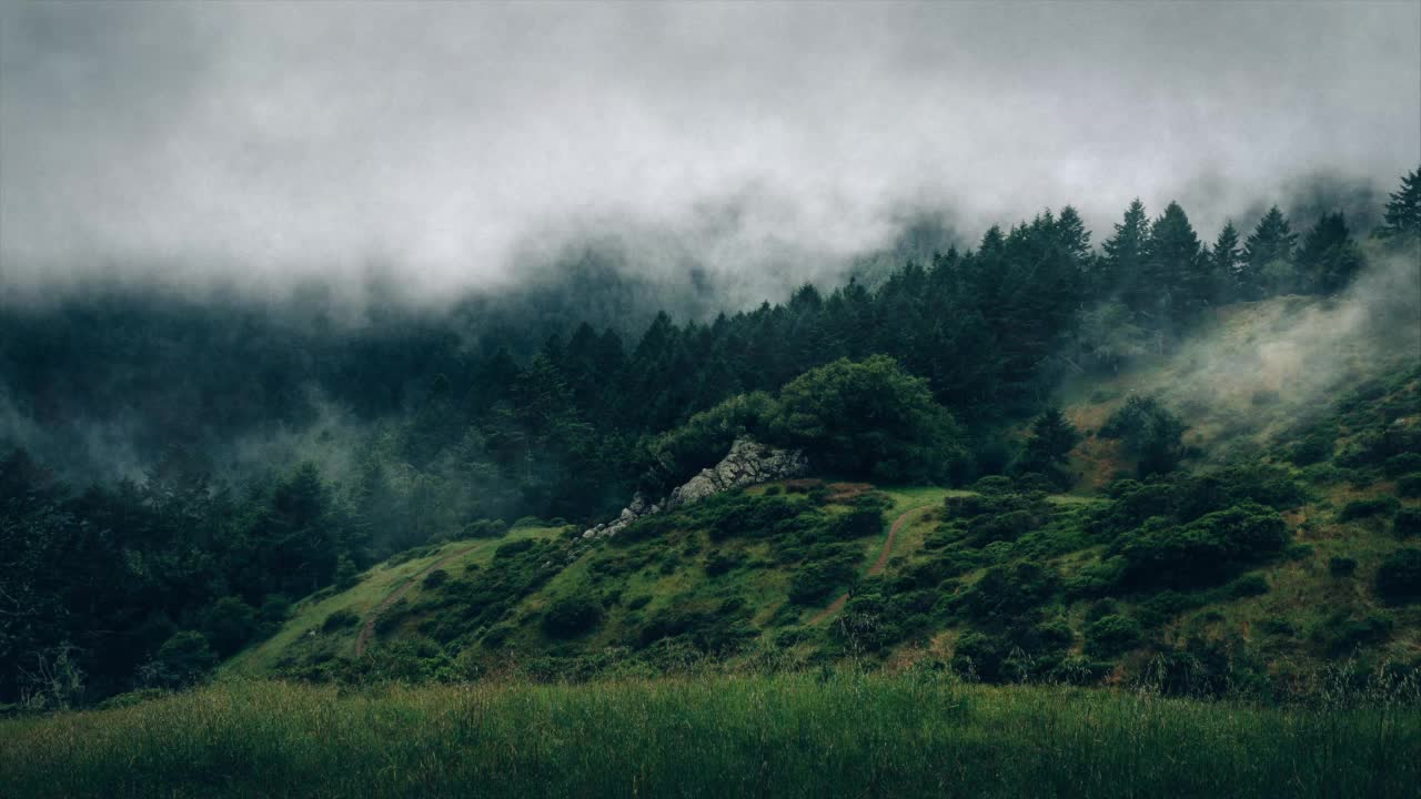 Foggy Forest HD Live Wallpaper For PC