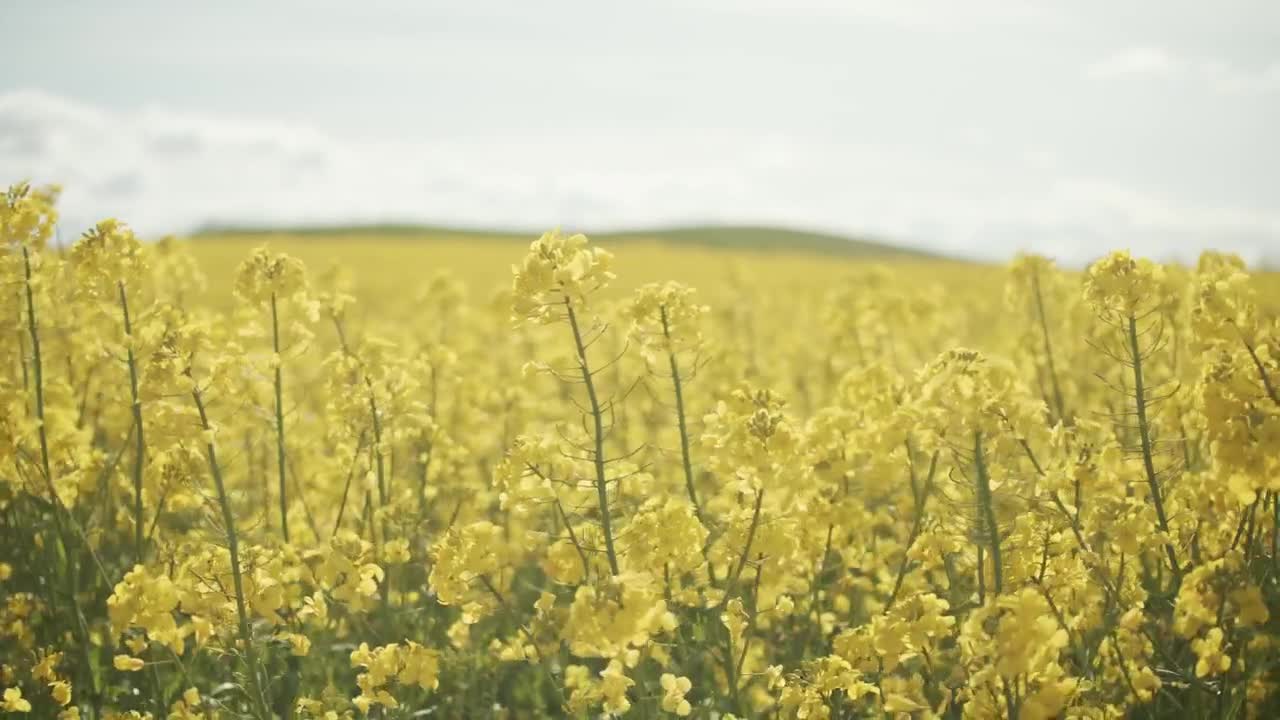 Stock Video A Bee In A Field Of Yellow Crops On A Live Wallpaper for PC