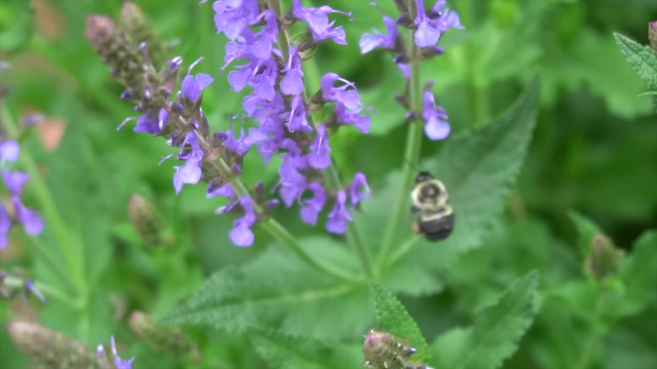 Stock Video A Bee Feeding From Purple Flowers Live Wallpaper for PC