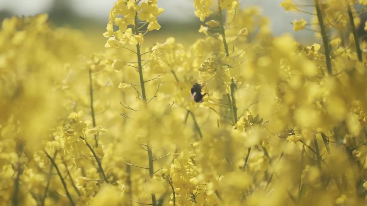 Stock Video A Bee Pollinating Bright Yellow Flowers Live Wallpaper for PC