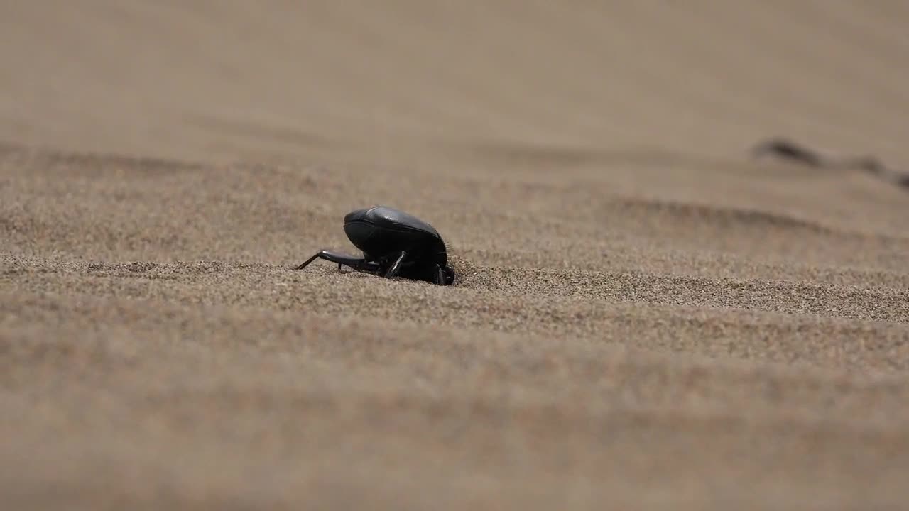 Stock Video A Beetle Digging In The Sand Live Wallpaper for PC