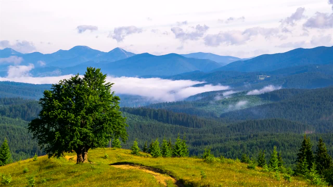 Stock Video A Big Tree In The Top Of The Hill And Live Wallpaper for PC