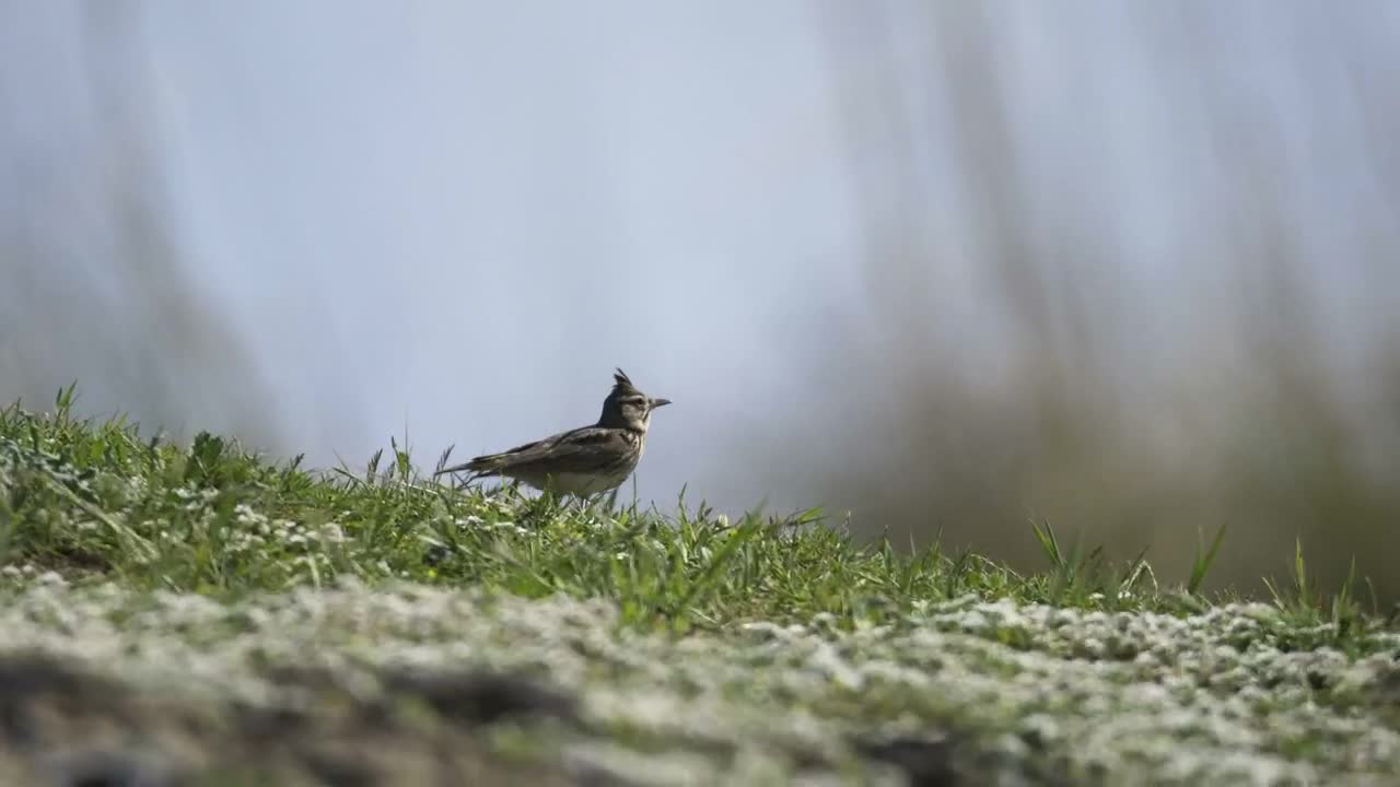 Stock Video A Bird Walking In The Grass Live Wallpaper for PC