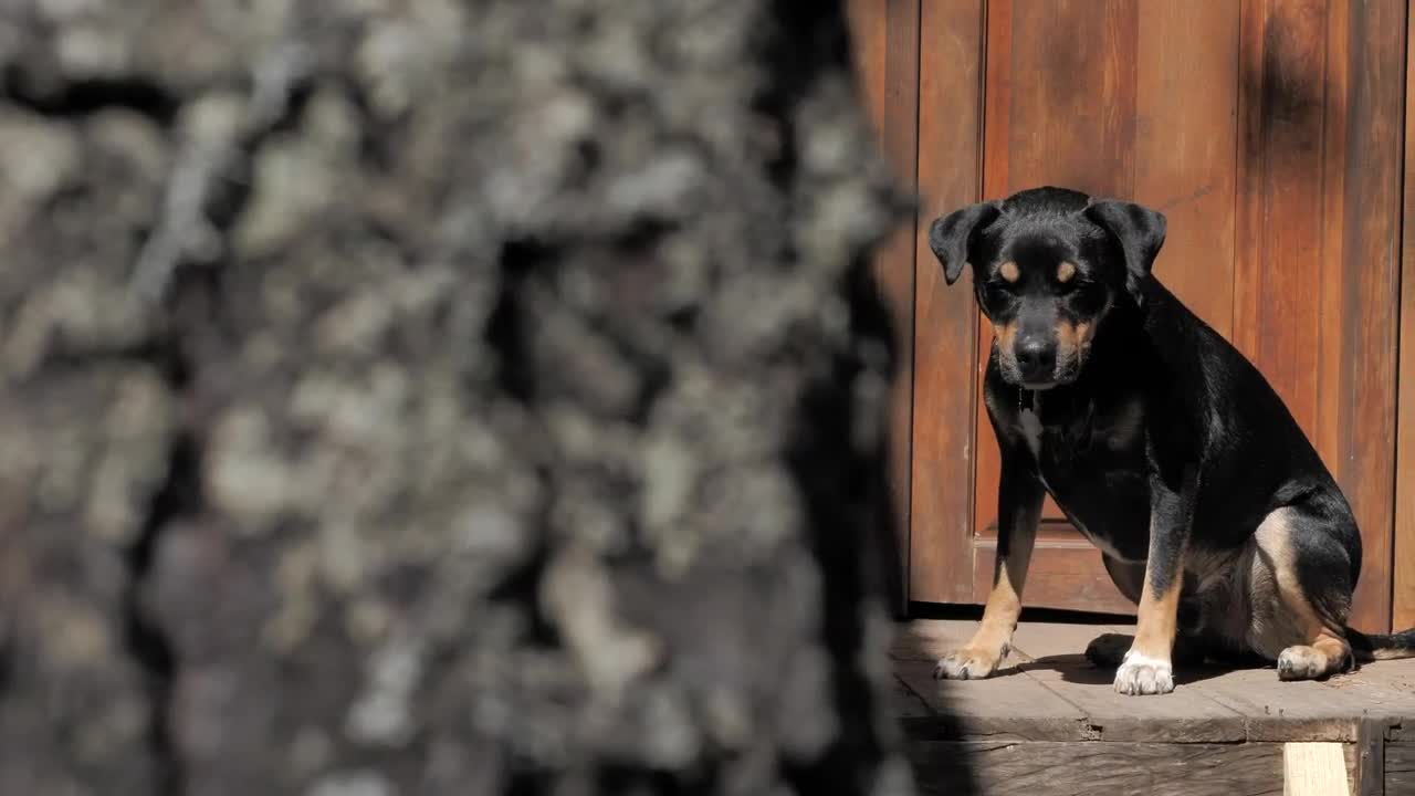 Stock Video A Black Dog Taking The Sun In The Door Live Wallpaper for PC