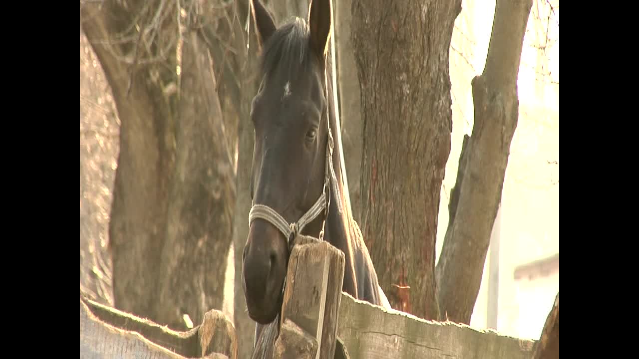 Stock Video A Black Horse Behind A Wooden Fence Live Wallpaper for PC