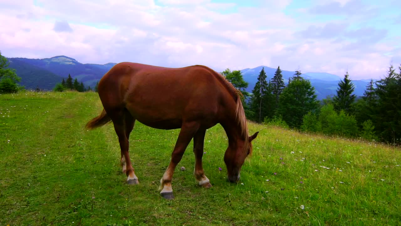 Stock Video A Brown Horse Grazing In A Meadow Live Wallpaper for PC