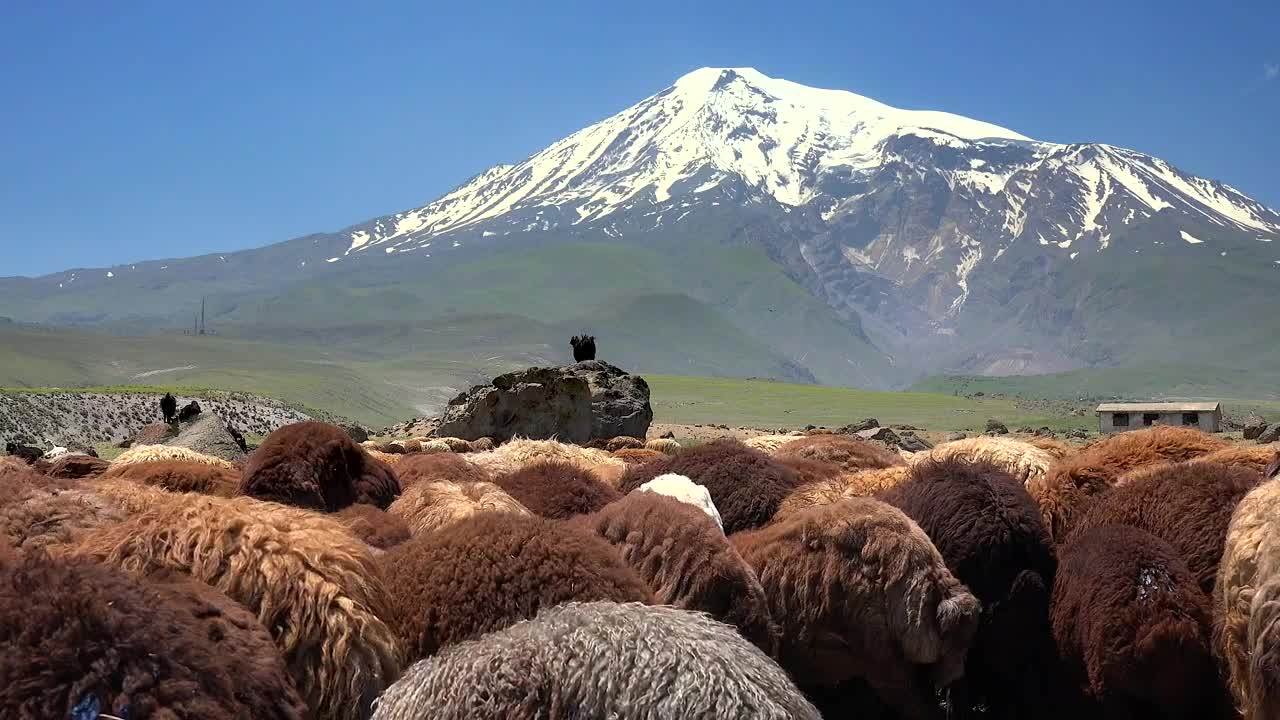 Stock Video A Brown Sheep Herd And A Snowy Mountain In The Live Wallpaper for PC