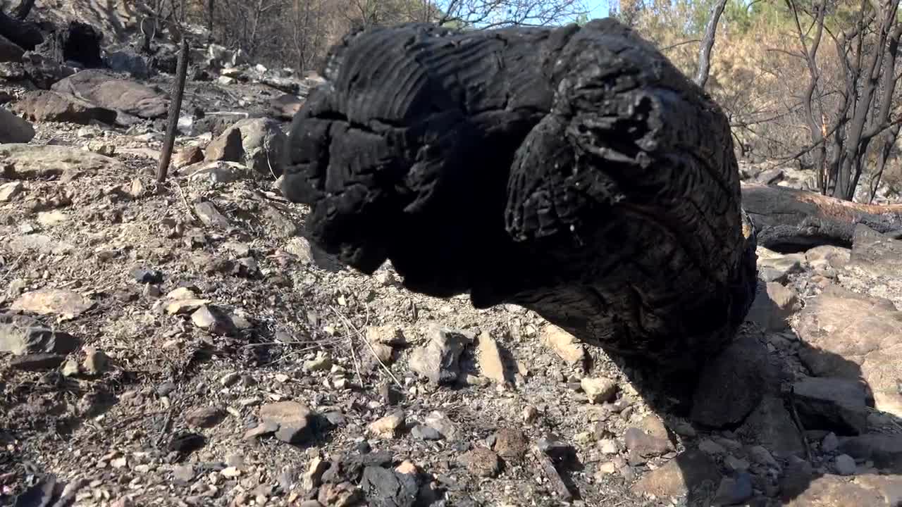 Stock Video A Burned Black Tree Trunk In The Forest Ground Live Wallpaper for PC