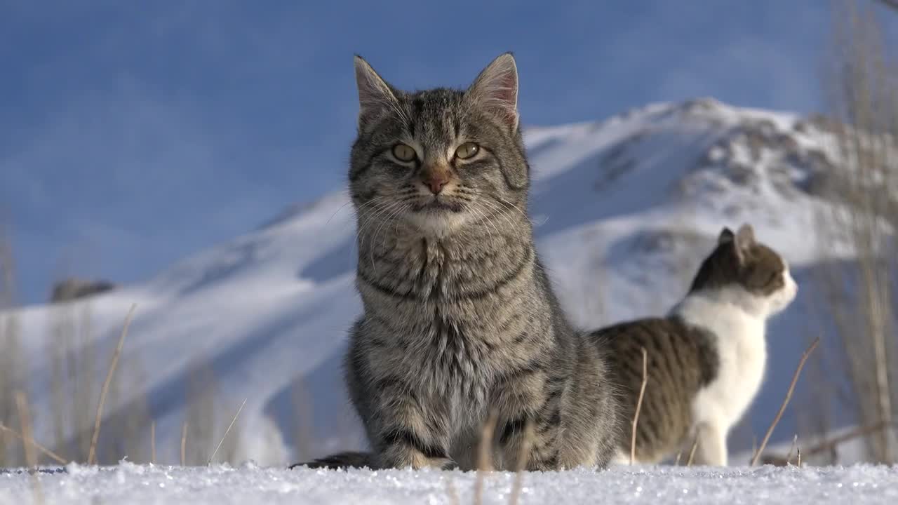 Stock Video A Couple Of Cats In The Snow Live Wallpaper for PC