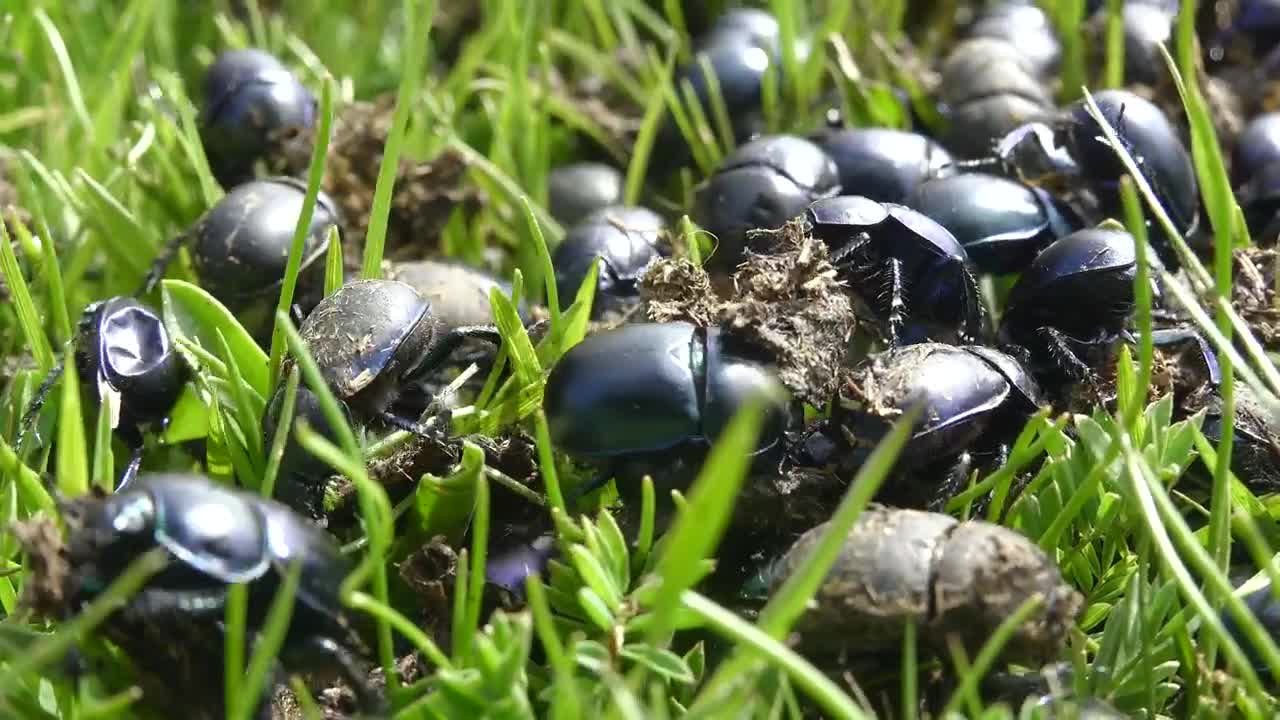 Stock Video A Crowd Of Beetles On The Green Grass Live Wallpaper for PC