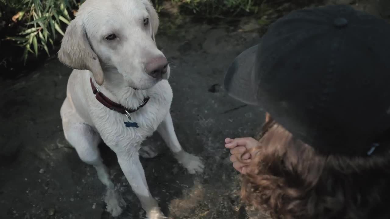 Stock Video A Cute Dog Giving The Paw While Sitting On A Live Wallpaper for PC