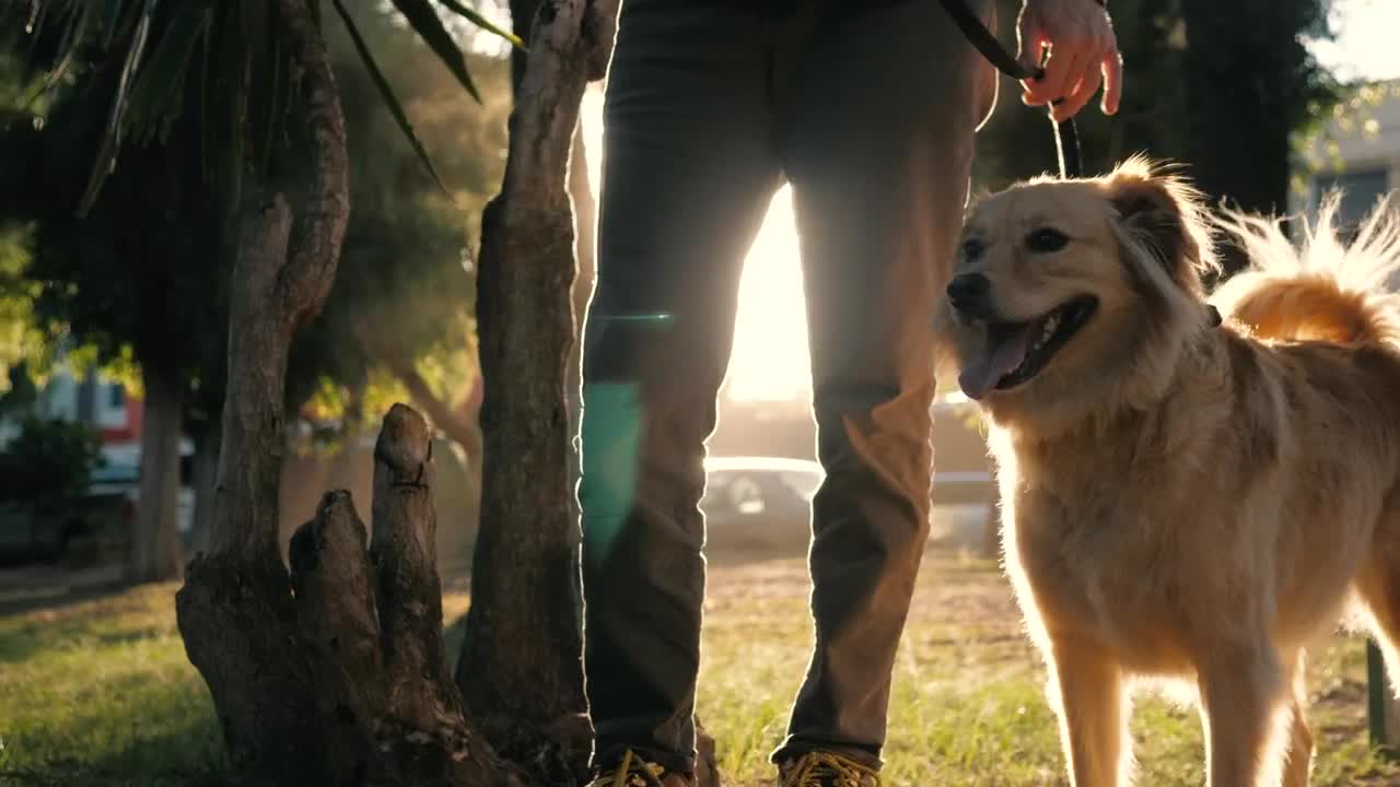 Stock Video A Dog And Its Owner At A Park Live Wallpaper for PC