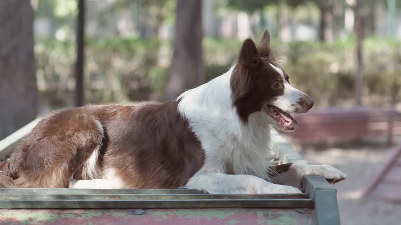 Stock Video A Dog In The Park Live Wallpaper for PC