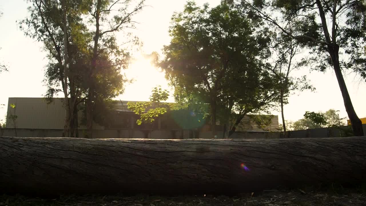 Stock Video A Dog Runs On A Log Live Wallpaper for PC