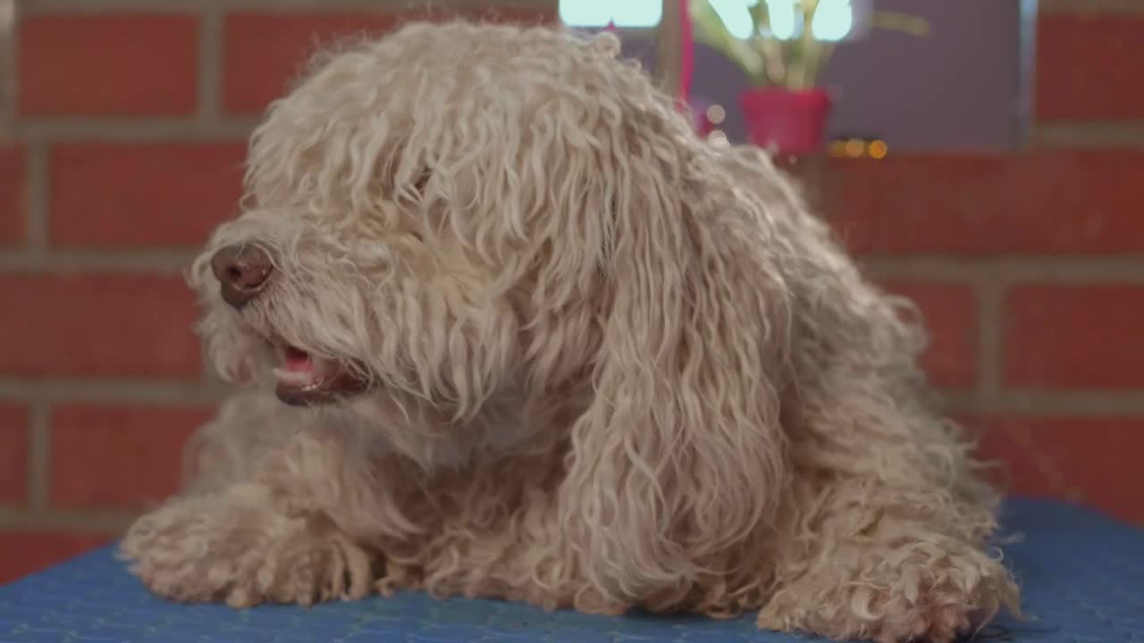 Stock Video A Dog Waiting For A Haircut Live Wallpaper for PC