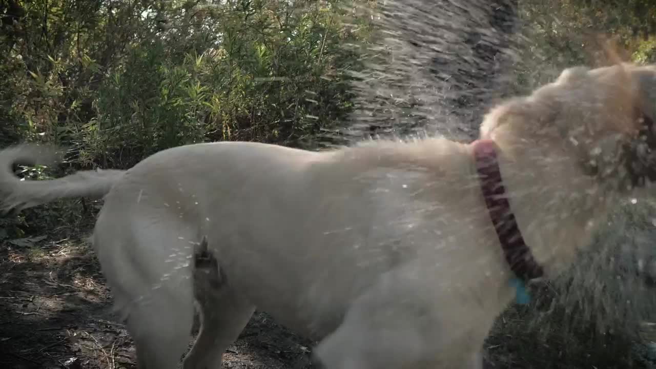 Stock Video A Dog With Its Owner In A Forest Live Wallpaper for PC