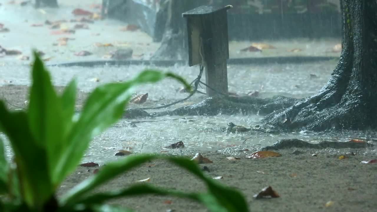 Stock Video A Downpour And Tree Close Up Live Wallpaper for PC