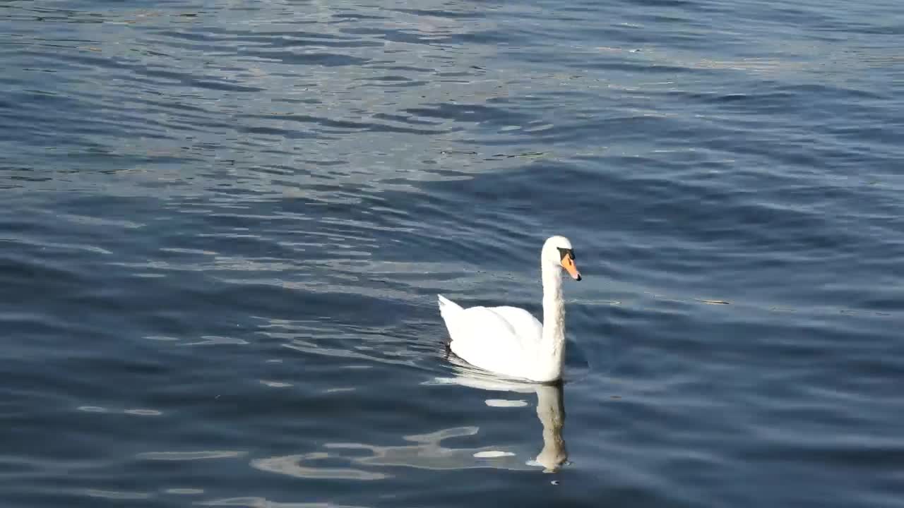 Stock Video A Family Of Swans Swimming In A Lake Live Wallpaper for PC