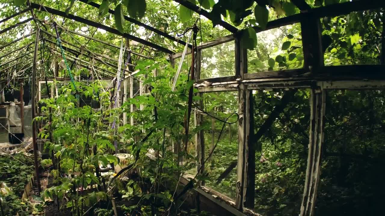 Stock Video Abandoned Greenhouse Live Wallpaper for PC