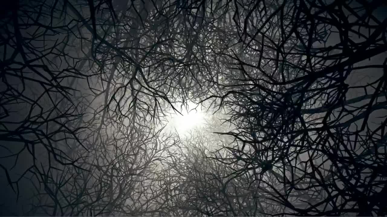 Stock Video Abstract Video Of A Rotating Tunnel Of Dry Trees Live Wallpaper for PC