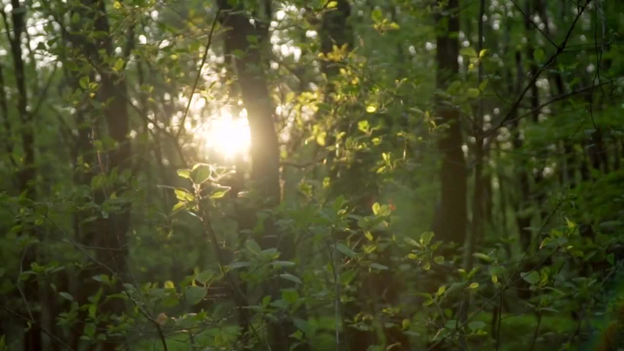 Stock Video Abundant Trees In A Jungle Live Wallpaper for PC