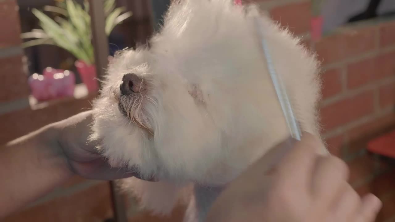 Stock Video Adorable Dog In A Grooming Pet Live Wallpaper for PC