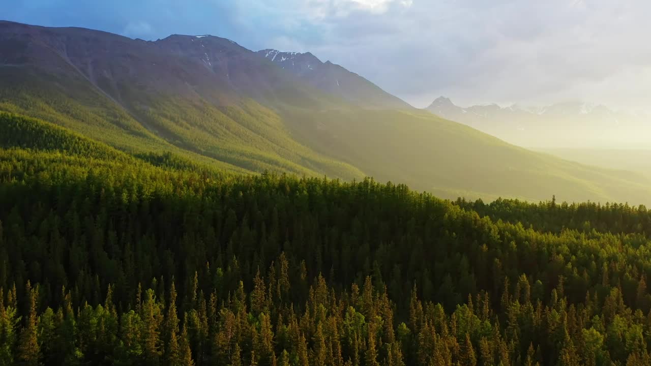 Stock Video Aerial Flight Over Dawn Lit Pine Forest And Mountans Live Wallpaper for PC