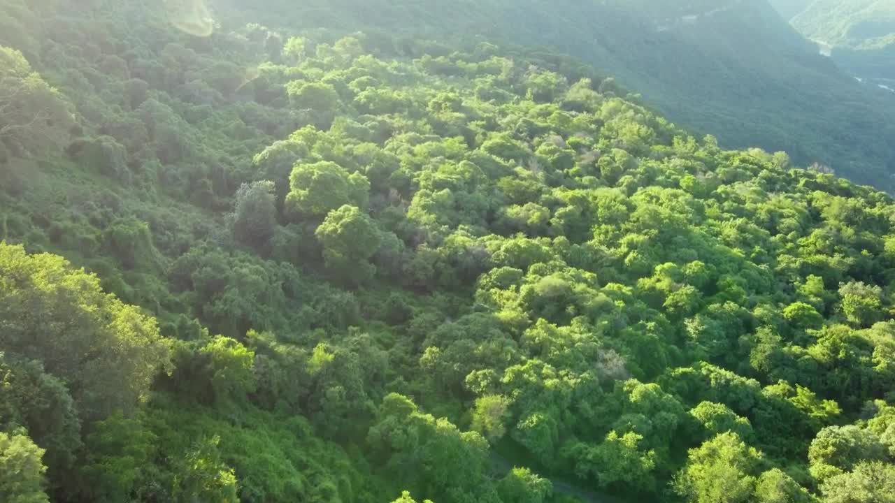 Stock Video Aerial Journey Over A Mountain Range Covered With Vegetation Live Wallpaper for PC
