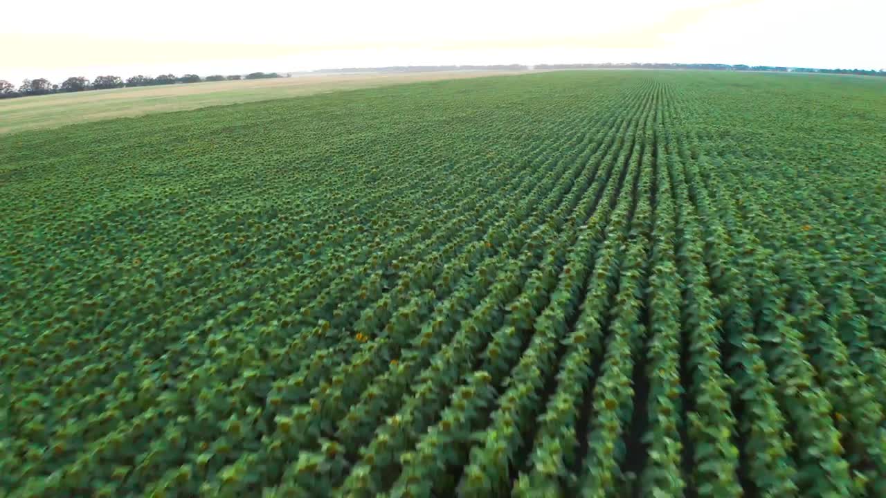 Stock Video Aerial Panorama Of A Gigantic Field Of Crops Live Wallpaper for PC