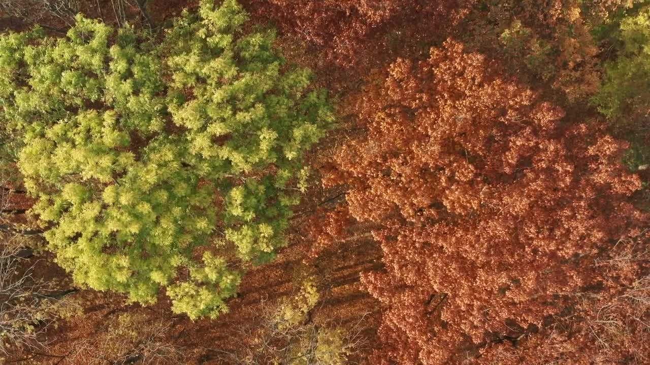 Stock Video Aerial Rotating View Of An Autumn Forest Live Wallpaper for PC