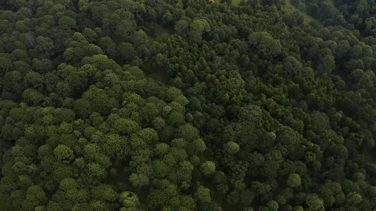 Stock Video Aerial Shot Of A Forest Covered With Trees And Vegetation Live Wallpaper for PC