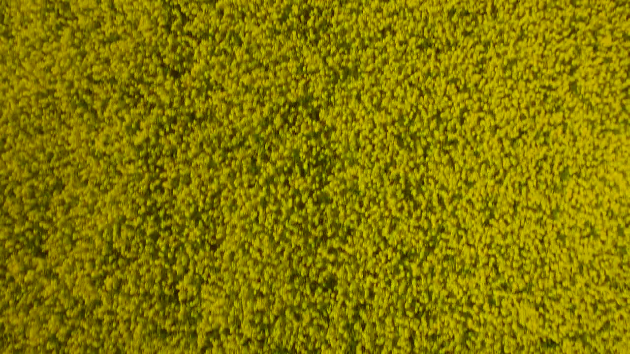 Stock Video Aerial Shot Over Fields Live Wallpaper for PC