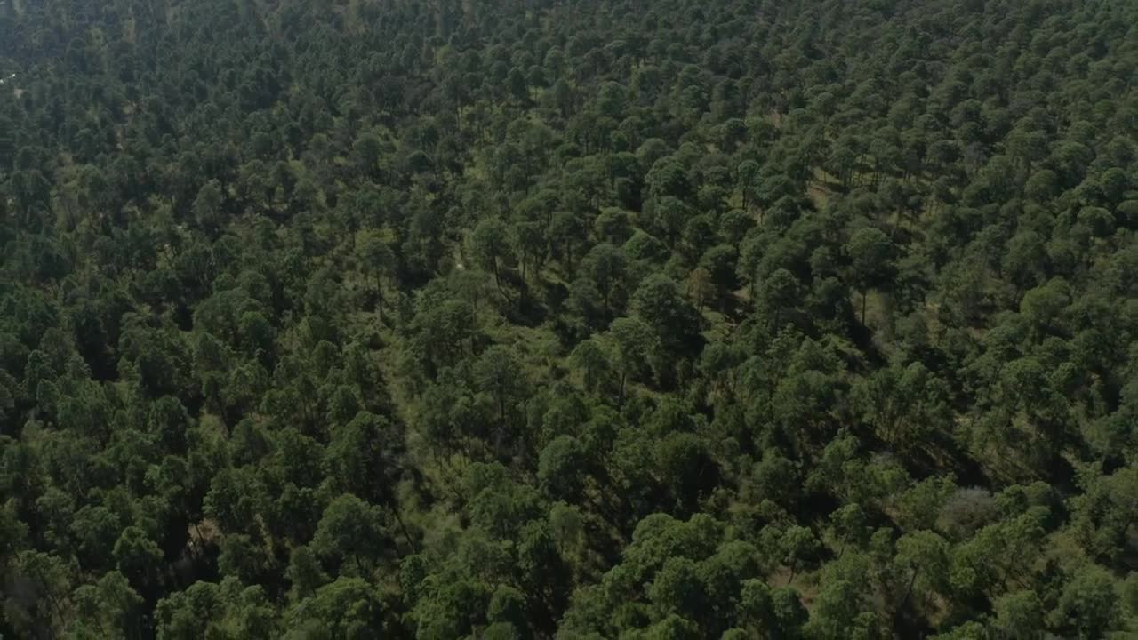 Stock Video Aerial Tour Above A Forest On A Sunny Day Live Wallpaper for PC