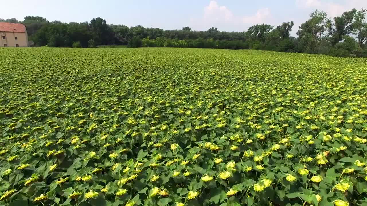 Stock Video Aerial Tour Above An Immense Field Of Sunflowers Live Wallpaper for PC