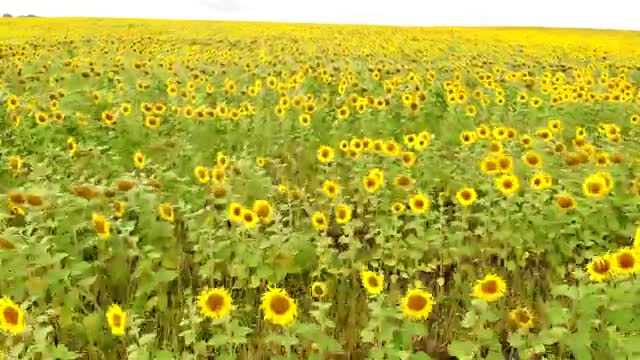 Stock Video Aerial Tour Near A Large Field Of Sunflowers Live Wallpaper for PC