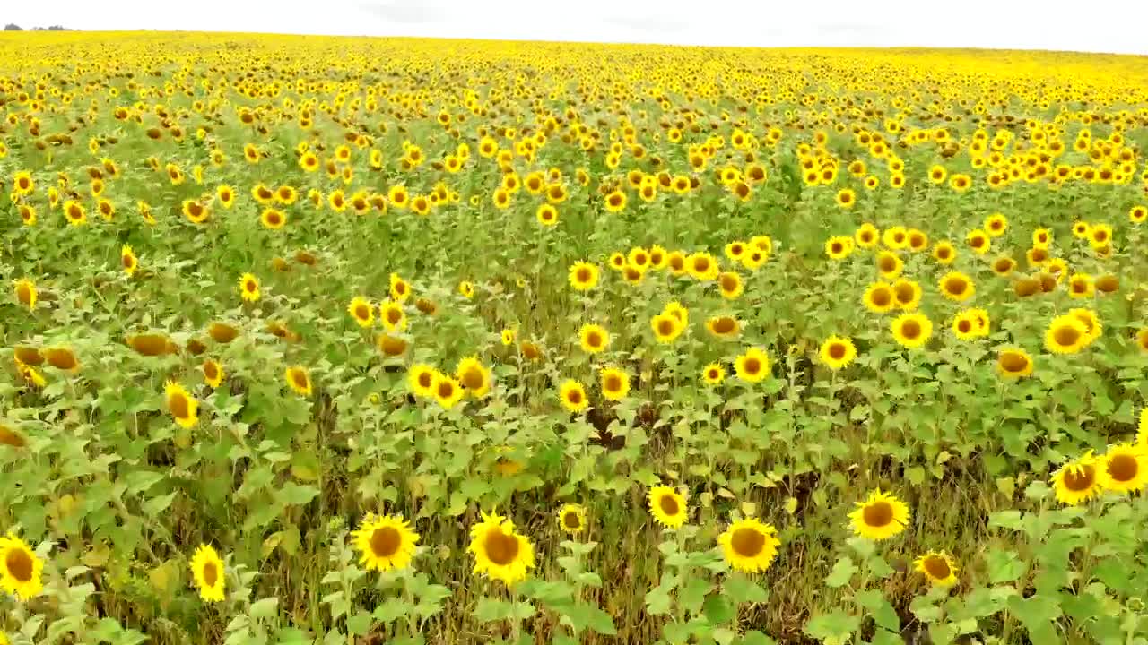 Stock Video Aerial Tour Near A Large Field Of Sunflowers  Larg Live Wallpaper for PC