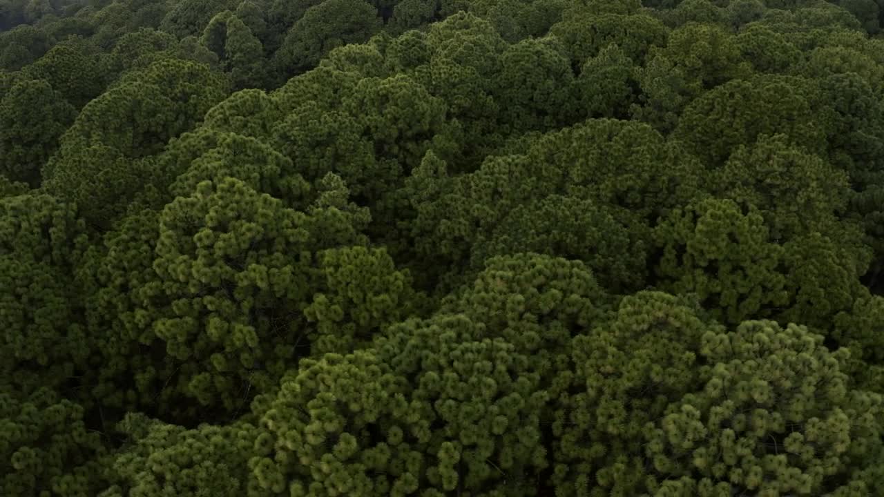 Stock Video Aerial Tour Of A Dense Forest Full Of Trees Live Wallpaper for PC