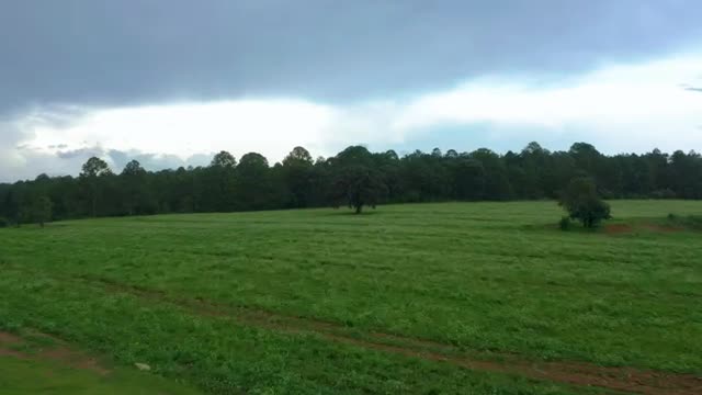 Stock Video Aerial Tour Of A Meadow In A Large Forest Live Wallpaper for PC