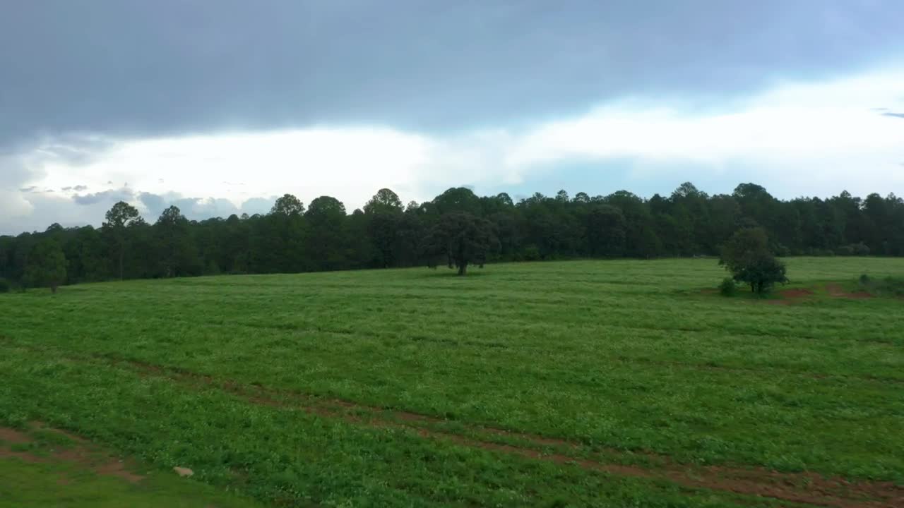 Stock Video Aerial Tour Of A Meadow In A Large Forest  Larg Live Wallpaper for PC