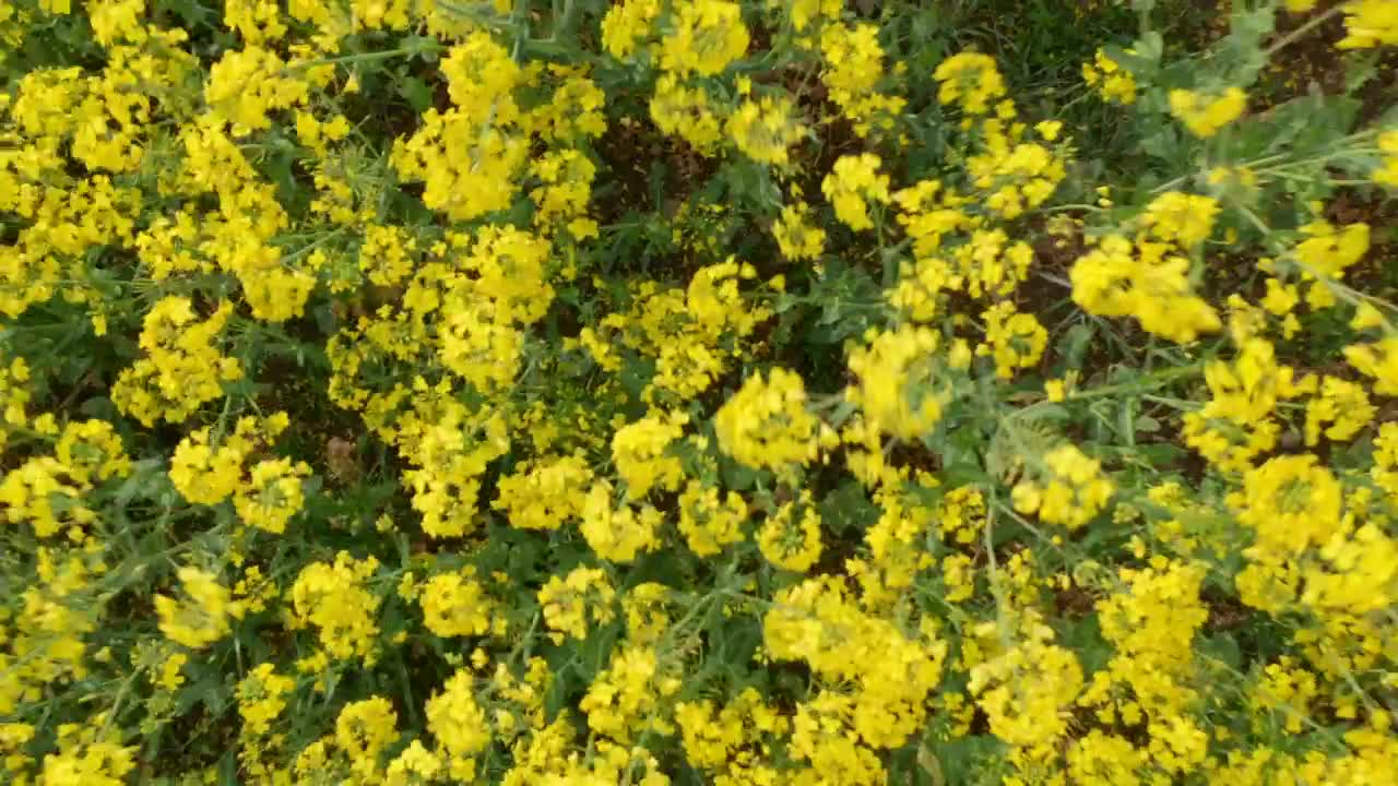 Stock Video Aerial View Of A Farmers Crop Field Live Wallpaper for PC